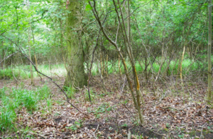 New measures to help woodlands through improved deer management