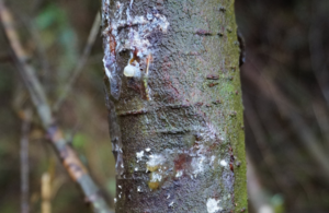 Tree disease restrictions lifted across seven counties