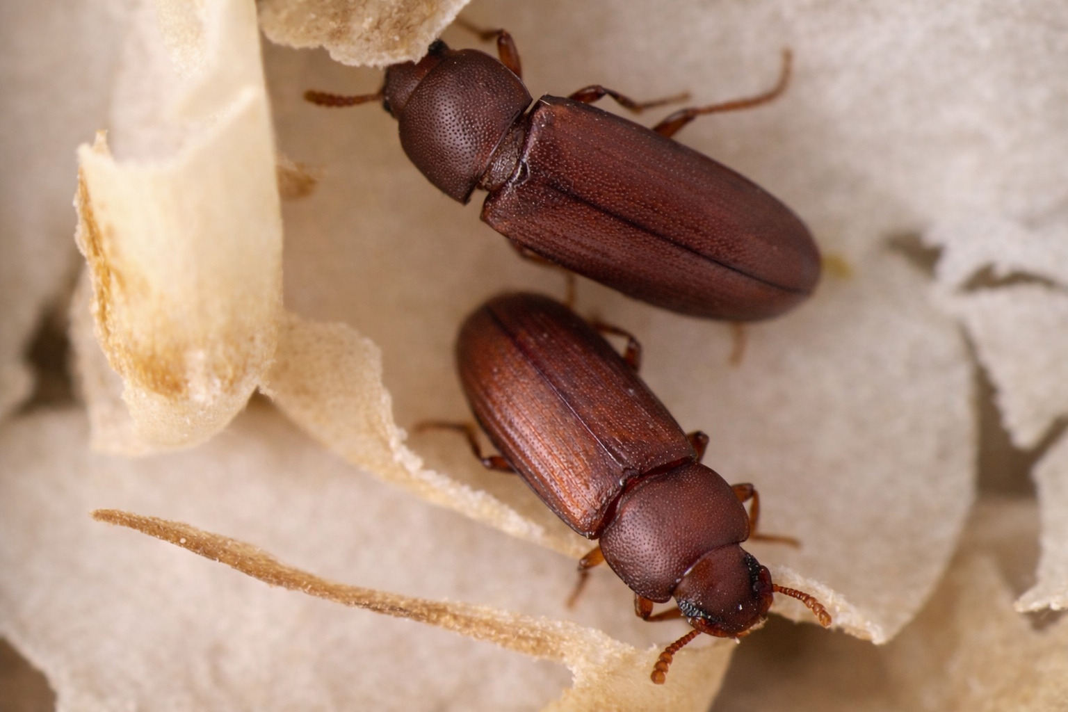 Rozmarýn místo chemie. Čeští vědci vyvinuli nový způsob ochrany obilí před škůdci