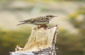 Spring awakens at Wealden Heaths National Nature Reserve