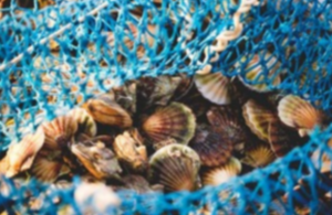 King scallop dredge fishery temporary closure decision