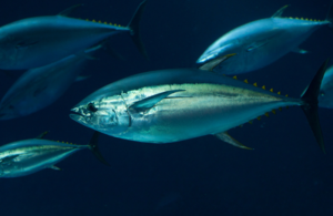 Bluefin tuna fisheries 2026