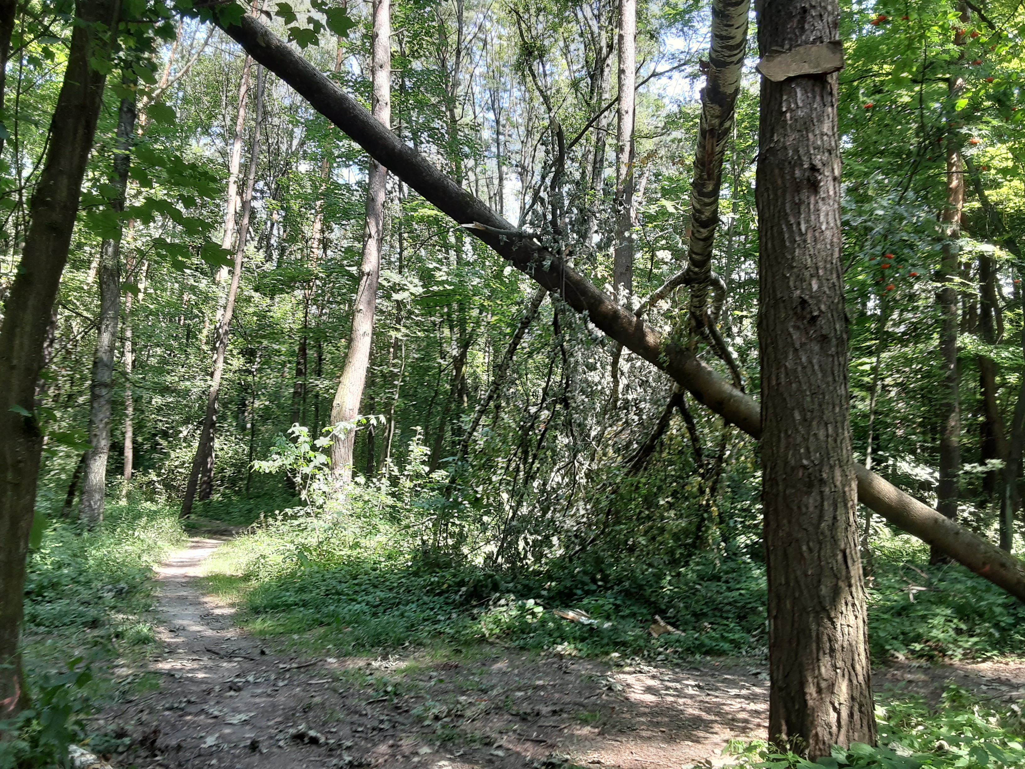 Zvýšené riziko pádu konárov v Lesoparku Chrasť