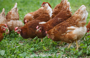 Avian Influenza housing measures lifted