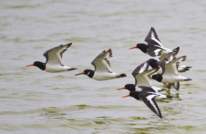 Largest ever Government investment in threatened species recovery