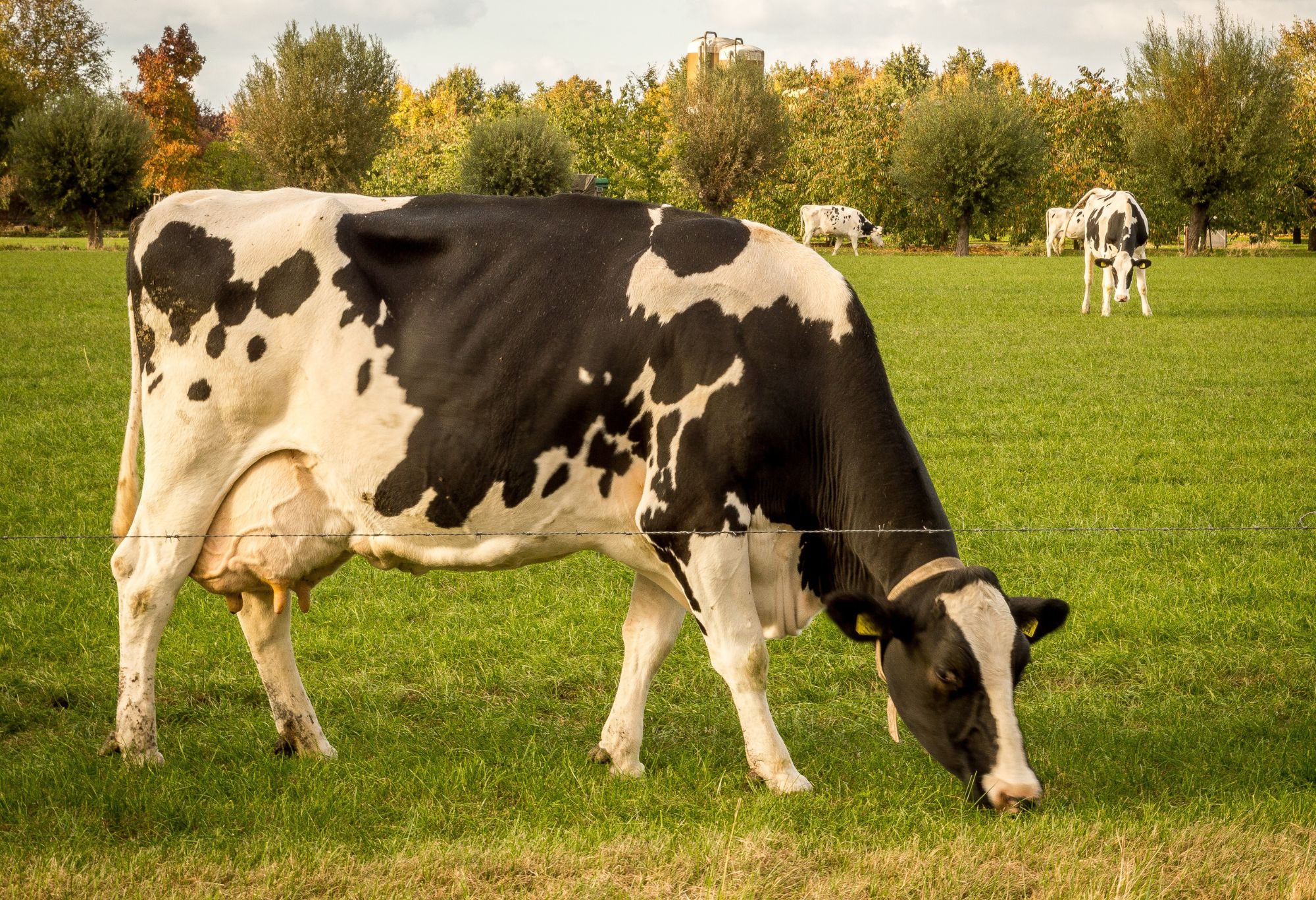 Mimoriadne núdzové opatrenia na zvýšenie biologickej bezpečnosti chovov (SLAK)