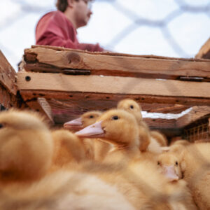 Fotogaléria: Chovateľská burza drobných zvierat
