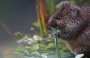 Water voles to benefit from £300,000 Wessex Water enforcement