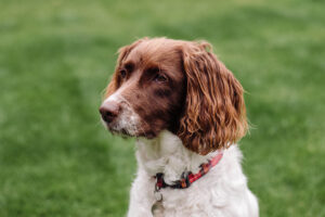 Obnovujeme náš výbeh: Pre labky v suchu a v bezpečí!