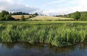 Call for evidence launches on pet flea and tick treatments in UK waterways