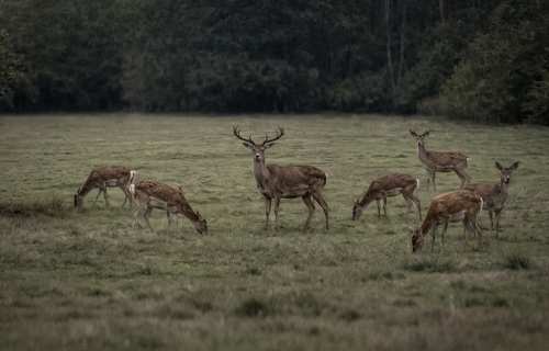 Historický krok v riadení zveri: ministerstvo zavádza nové pravidlá pre manažment raticovej zveri