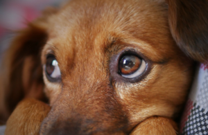 New EU rules for pet travel for GB residents