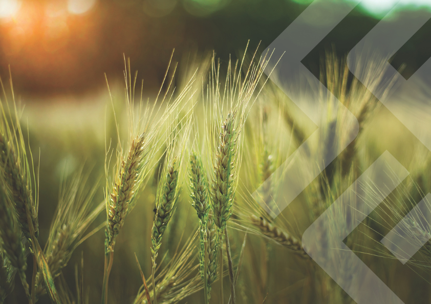 Jar na slovenských poliach je v plnom prúde