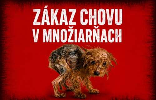 Stop množiarňam: vláda schválila prelomový návrh novely zákona na ochranu zvierat.