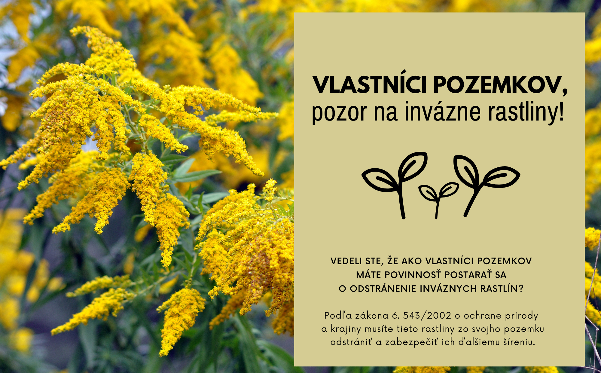Vlastníci pozemkov, pozor na invázne rastliny!