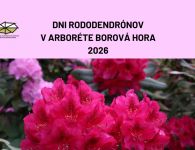 Arborétum Borová hora pozýva na obľúbené Dni rododendronov 2026