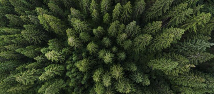 La Météo des forêts : s’informer sur le danger de feux