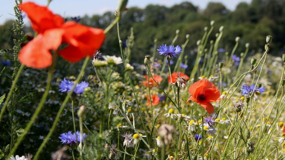 Verlernte Natur