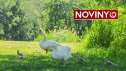 Labutia rodinka z Draždiaka prišla o všetky mláďatá