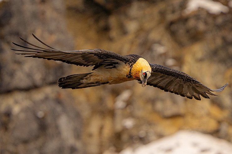 Tirols Naturparke mit vielfältigem Sommerprogramm
