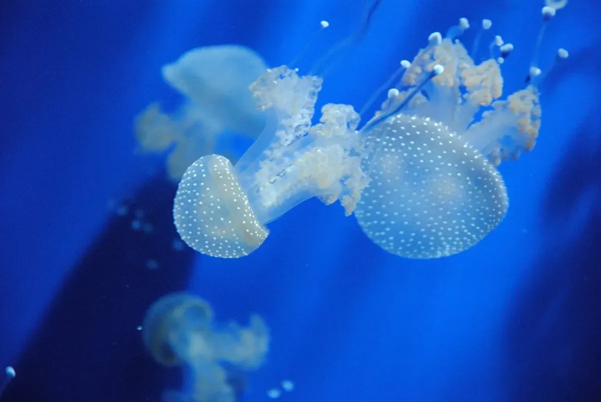 5 respuestas clave sobre las medusas que deberías conocer este verano