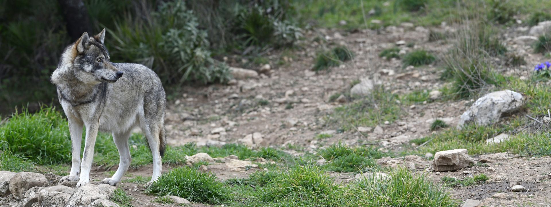 Bundestag beschließt Aufnahme des Wolfs in das Jagdrecht