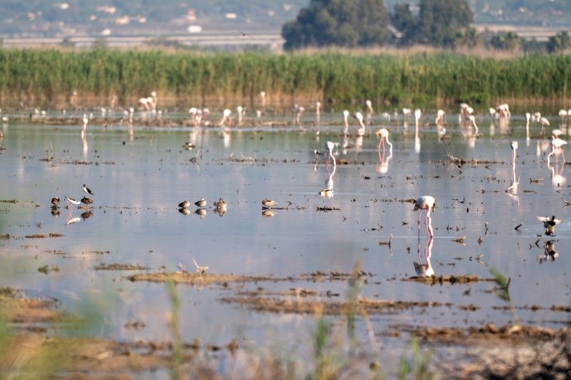 Éxito reproductor de la cerceta pardilla en Alicante