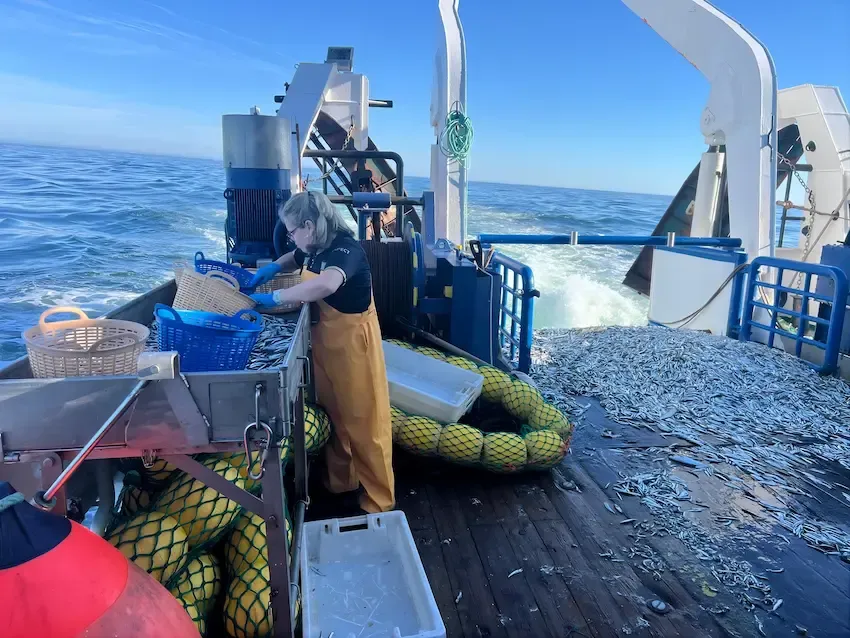 La campaña BIOMAN 2026 confirma la situación favorable de la anchoa del golfo de Bizkaia