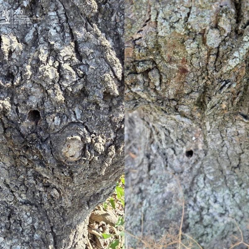 Mesto podá trestné oznámenie na základe dendrologického odborného posudku