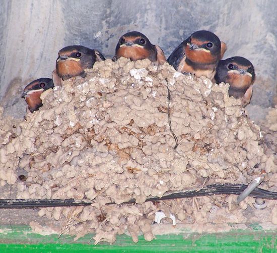 Los fuegos artificiales de las fiestas de verano ponen en riesgo a las aves