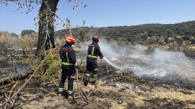 Alertamos del grave impacto de los incendios de la Sierra Oeste y el Valle del Tiétar sobre la biodiversidad