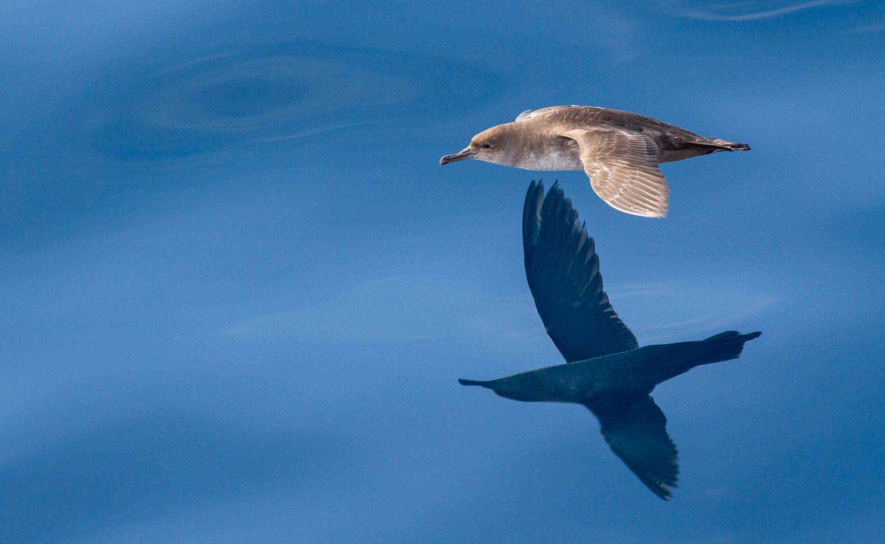 Confirmadas 19 nuevas Áreas Importantes para la Conservación de las Aves y la Biodiversidad (IBA) en España