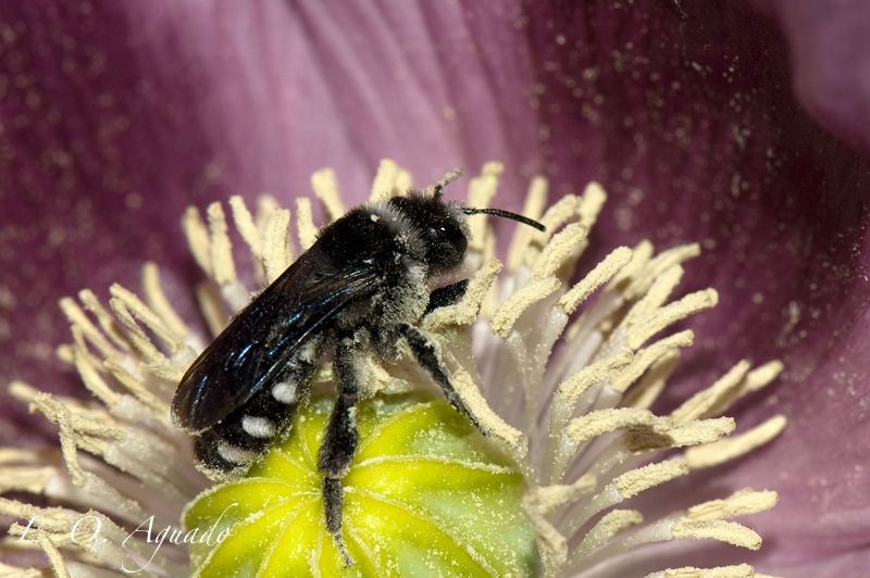 ¿Cómo percibimos a las abejas silvestres y sus amenazas?