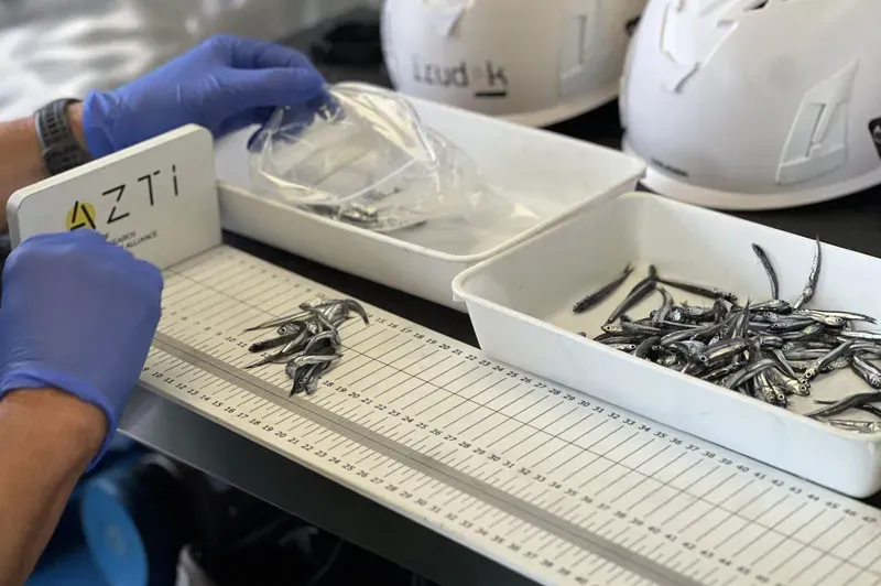 JUVENA 2025: La abundancia de anchoa juvenil en el Golfo de Bizkaia crece y duplica la media histórica