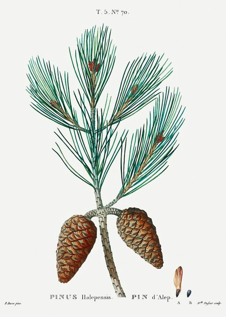 Feux de forêt : quels sont les facteurs qui influencent le plus leur comportement ?