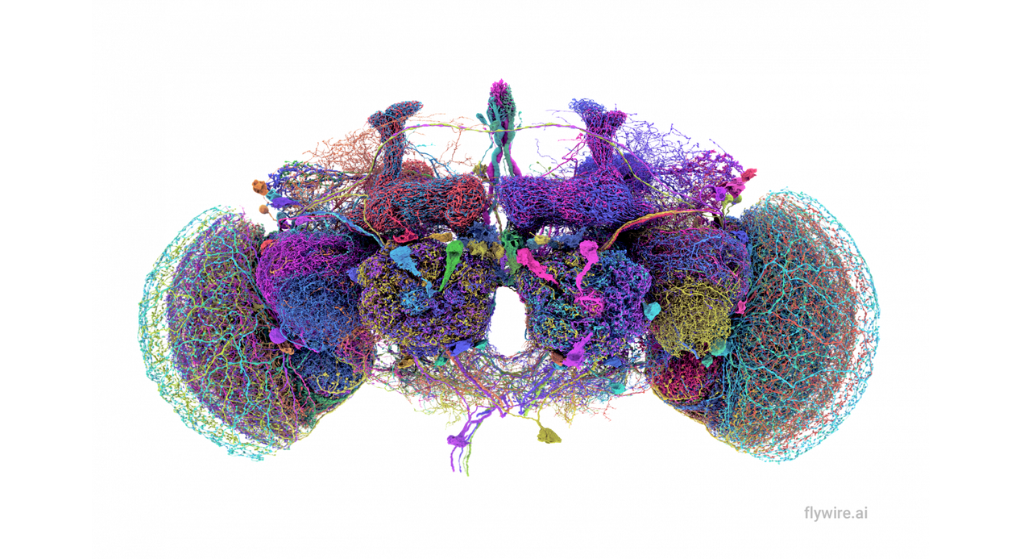 El conectoma avanza, pero el cerebro sigue siendo un sistema inabarcable