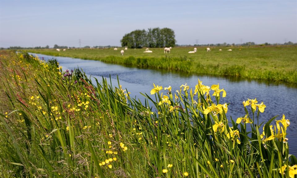 Provincie Zuid-Holland opent subsidieregeling voor aanleg groenblauwe dooradering door agrariërs