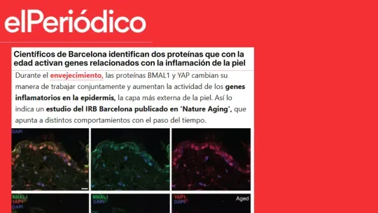 El Periódico - Científicos de Barcelona identifican dos proteínas que con la edad activan genes relacionados con la inflamación de la piel