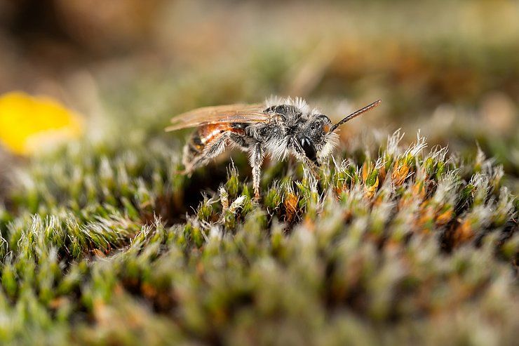Forschungsprojekt zu Wildbienen im Naturpark Kaunergrat