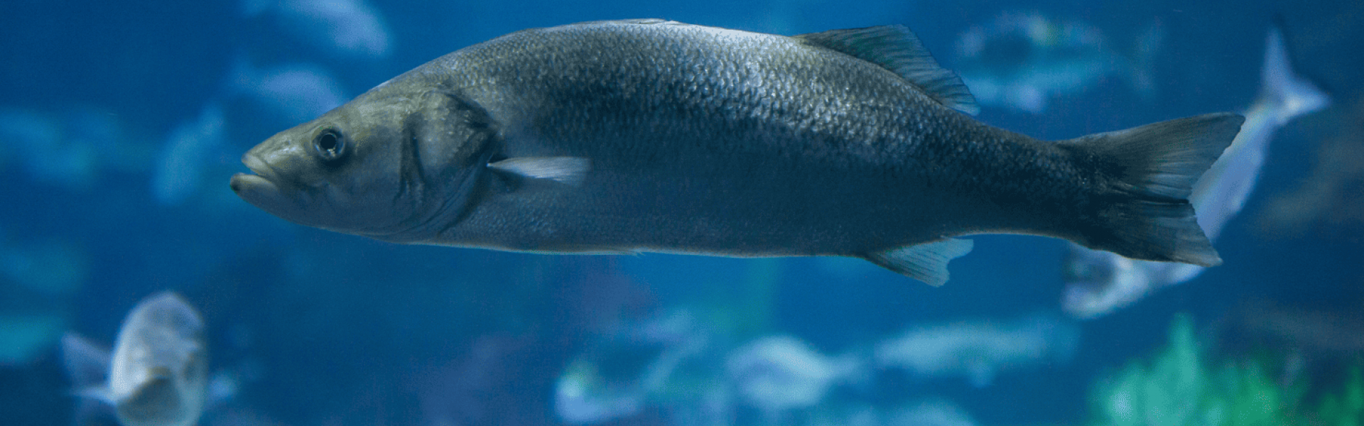 Aquaculture : de nouveaux virus chez les bars