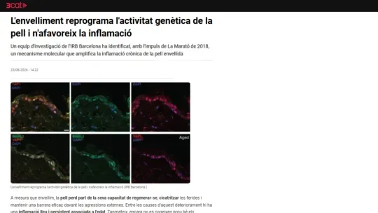 3CAT - L'envelliment reprograma l'activitat genètica de la pell i n'afavoreix la inflamació