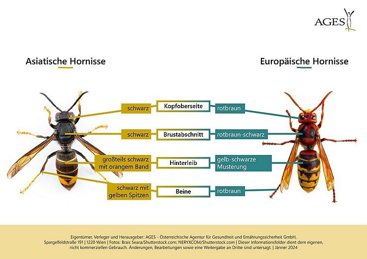 Asiatische Hornisse erstmals in Tirol nachgewiesen