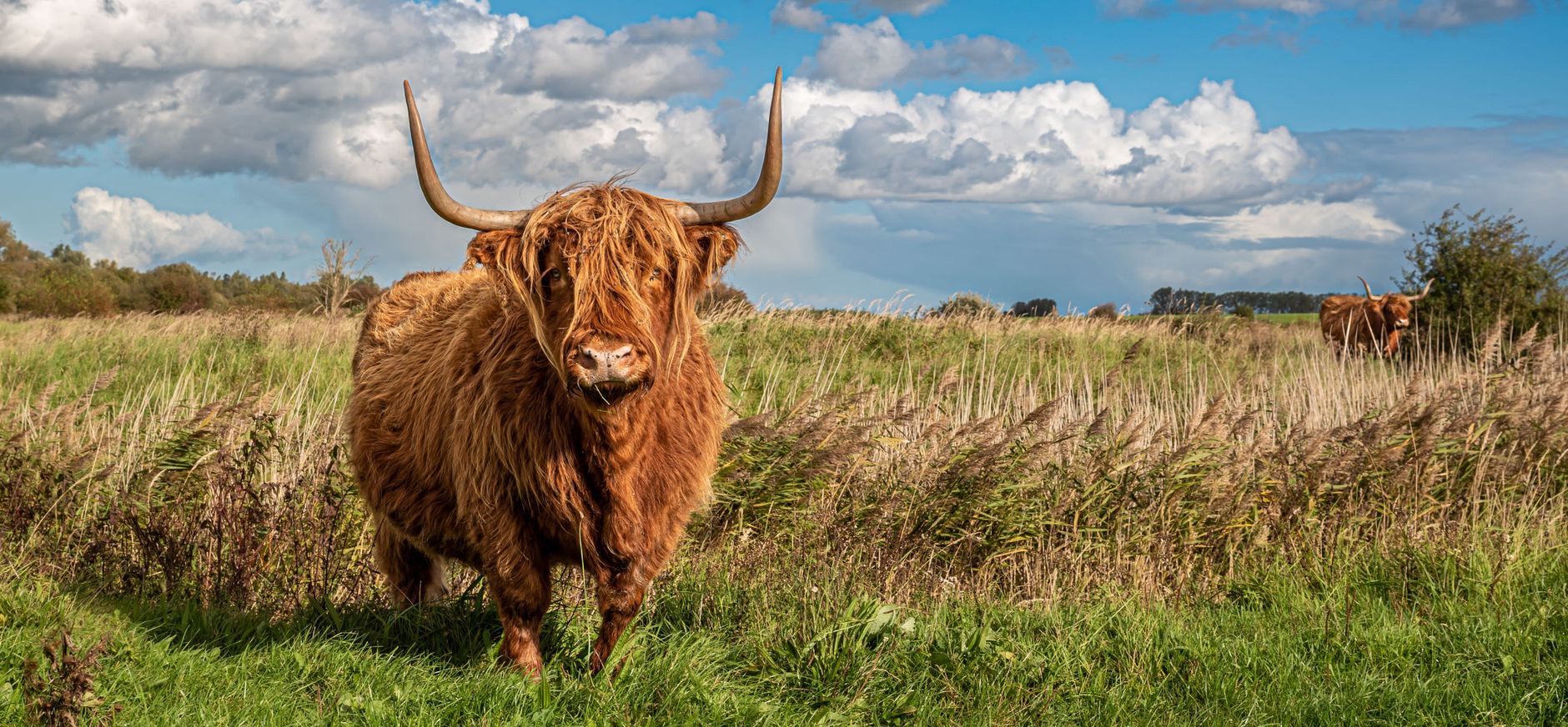 Exotenbestrijding natuurgebieden rondom het Krammer Volkerak