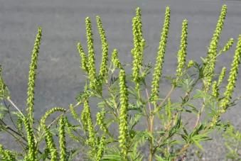 Ambroisie : arrivée du pic pollinique en Auvergne-Rhône-Alpes