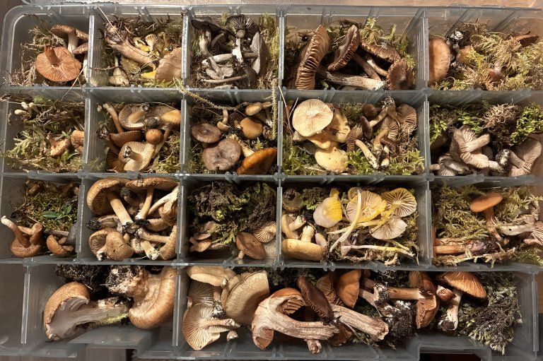 Searching for unknown fungi in the mountains