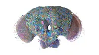 5 amazing visuals show how the male fruit fly’s brain map is advancing neuroscience