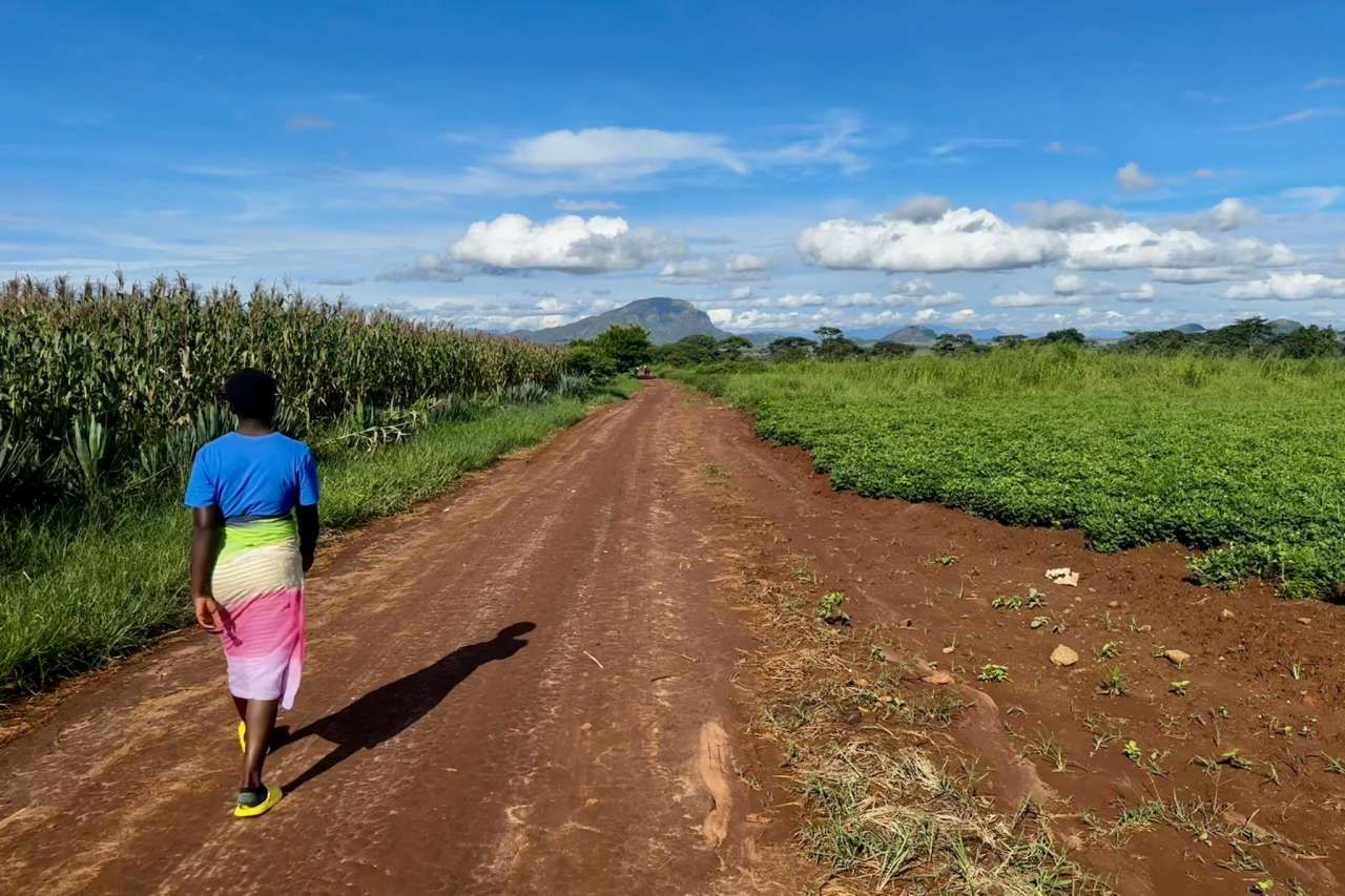 Malawian farmers help shape digital plant-health services