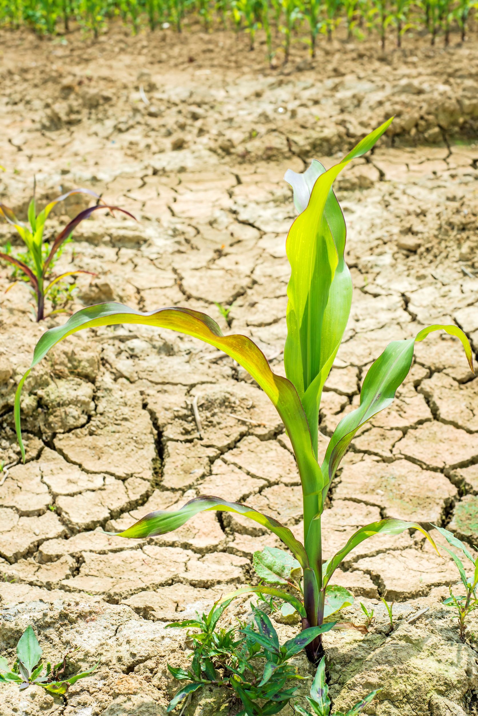 Díky projektu Clim4Cast bude střední Evropa rychleji a společně reagovat na dopady změn klimatu