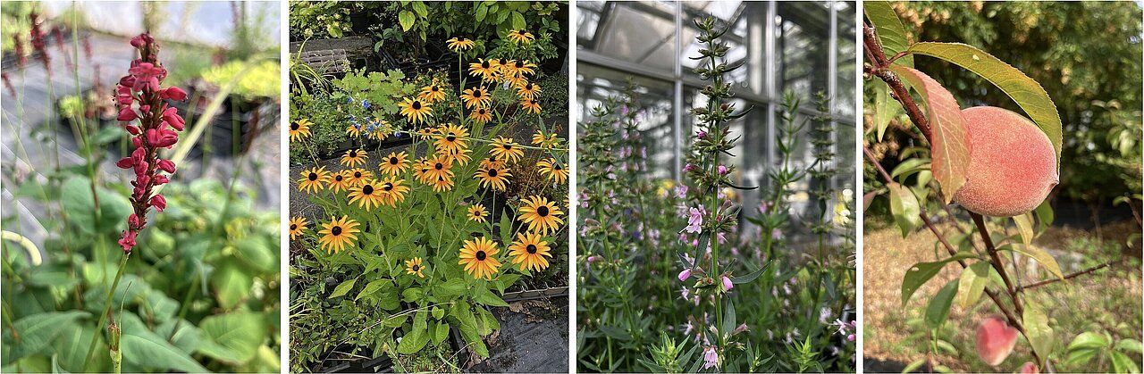Herbst ist Pflanzzeit 6. September 2026: Herbstpflanzenbörse im Botanischen Garten