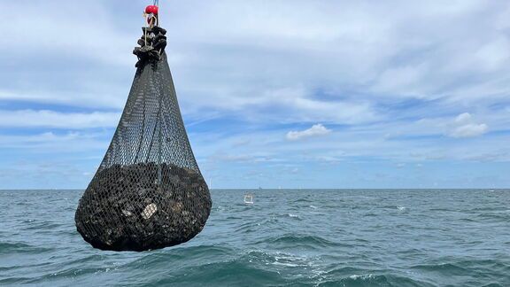 Jonge oesters uitgeplaatst op kabelkruisingen in de Noordzee